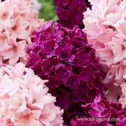 Pink Passion Hyacinth Mix -Garden Supplies Sales Store 39108 pink passion hyacinth mix 3