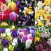 All Spring Blooms Value Collection -Garden Supplies Sales Store 39110
