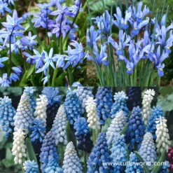 Sailed The Ocean Blue Collection