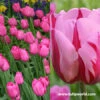 Pretty In Pink Tulip Collection -Garden Supplies Sales Store 39122 3