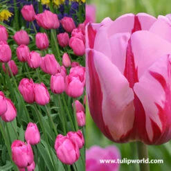 Pretty In Pink Tulip Collection