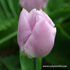 Princelicious Tulip Blend -Garden Supplies Sales Store 39123 princelicious 2