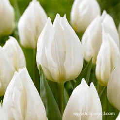 Princelicious Tulip Blend -Garden Supplies Sales Store 39123 princelicious 3