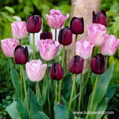 Dusk Til Dawn Border Tulip Blend