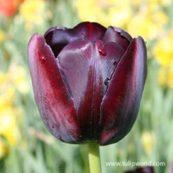 Dusk Til Dawn Border Tulip Blend -Garden Supplies Sales Store 39124 dawn til dusk border blend 3