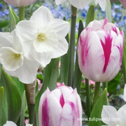 Gazebo Parts Direct Sales Store -Garden Supplies Sales Store 39127 alaskan aurora mix 2