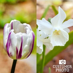 Alaskan Aurora Mix -Garden Supplies Sales Store 39127 alaskan aurora mix 3