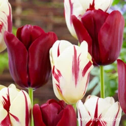 Perfect Match Mix -Garden Supplies Sales Store 39132 perfect match mix