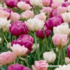 Double Dutch Double Tulip Mix -Garden Supplies Sales Store 39138