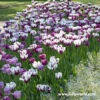 Violet Delight Tulip Mix -Garden Supplies Sales Store 39139