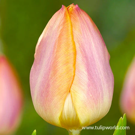 Salmon Prince Single Early Tulip 4 Salmon Prince Single Early Tulip - Image 2