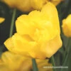 Yellow Pomponette Double Tulip -Garden Supplies Sales Store 39145 monte carlo