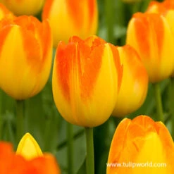 Prinz Armin Triumph Tulip -Garden Supplies Sales Store 39147 5 tulipa prinz armin