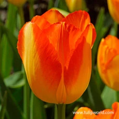 Prinz Armin Triumph Tulip