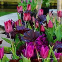 Long Blooming Tulip Collection -Garden Supplies Sales Store 39148 tulipa atilla graffiti 2 1