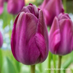 Atilla Graffiti Triumph Tulip