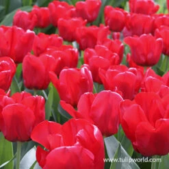 Seadov Triumph Tulip -Garden Supplies Sales Store 39149 seadov 3 1