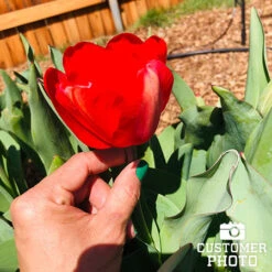 Seadov Triumph Tulip -Garden Supplies Sales Store 39149 seadov triumph tulip 3 1