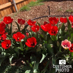 Seadov Triumph Tulip -Garden Supplies Sales Store 39149 seadov triumph tulip 4 1