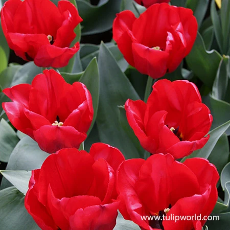 Spring Sampler Collection 7 Spring Sampler Collection - Image 5