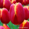 Flying Dragon Triumph Tulip -Garden Supplies Sales Store 39150 4 tulipa flying dragon