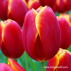 Flying Dragon Triumph Tulip