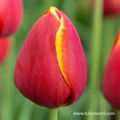 Flying Dragon Triumph Tulip -Garden Supplies Sales Store 39150 7 tulipa flying dragon