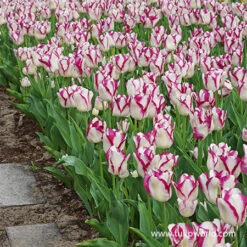 Gazebo Parts Direct Sales Store -Garden Supplies Sales Store 39151 5 tulipa affaire