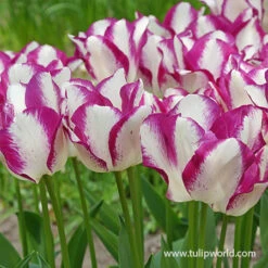 Affaire Triumph Tulip -Garden Supplies Sales Store 39151 6 tulipa affaire