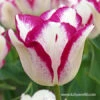 Affaire Triumph Tulip -Garden Supplies Sales Store 39151 tulipa affaire
