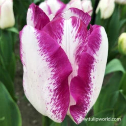 Affaire Triumph Tulip -Garden Supplies Sales Store 39151 tulipa affaire 2