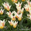 The First (Johann Strauss) Kaufmanniana Tulip -Garden Supplies Sales Store 39152 johann strauss
