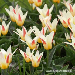 The First (Johann Strauss) Kaufmanniana Tulip