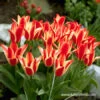 Pinocchio Greigii Tulip -Garden Supplies Sales Store 39153 pinocchio