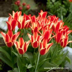 Pinocchio Greigii Tulip