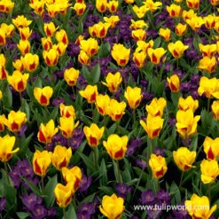 Stresa Kaufmanniana Tulip -Garden Supplies Sales Store 39154 stresa kaufmannian 2