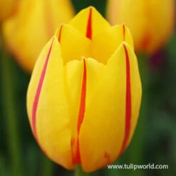 La Courtine Single Late Tulip