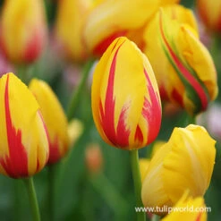 La Courtine Single Late Tulip -Garden Supplies Sales Store 39155 la courtine 5