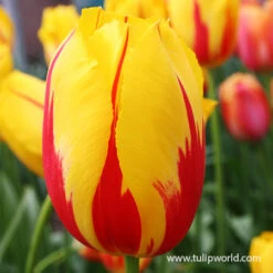 La Courtine Single Late Tulip -Garden Supplies Sales Store 39155 la courtine 6