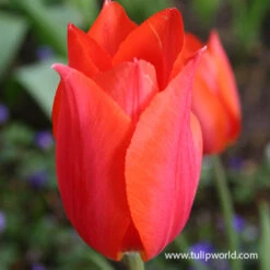 Temple Of Beauty Single Late Tulip 7 Temple Of Beauty Single Late Tulip -Garden Supplies Sales Store 39156 temple of beauty 2