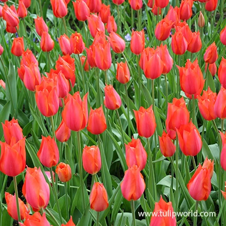 Temple Of Beauty Single Late Tulip 4 Temple Of Beauty Single Late Tulip - Image 2