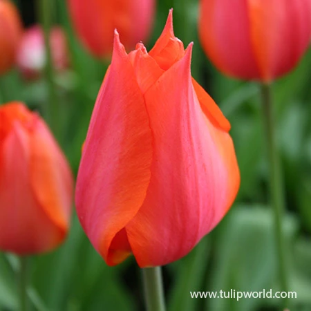 Temple Of Beauty Single Late Tulip 3 Temple Of Beauty Single Late Tulip