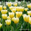 Sweetheart Fosteriana Tulip -Garden Supplies Sales Store 39157 sweetheart fosteriana 1