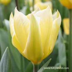 Sweetheart Fosteriana Tulip -Garden Supplies Sales Store 39157 sweetheart fosteriana 2