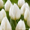 White Prince Single Early Tulip -Garden Supplies Sales Store 39160 white prince