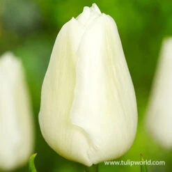 White Prince Single Early Tulip -Garden Supplies Sales Store 39160 white prince single early tulip 2