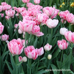 Early Spring Blooming Tulip Collection -Garden Supplies Sales Store 39161 2 foxtrot