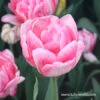 Foxtrot Double Early Tulip