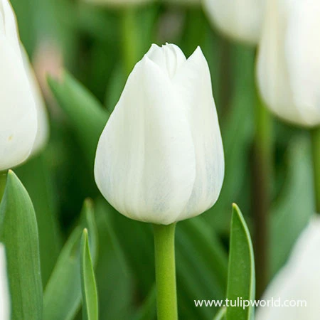 Royal Virgin Triumph Tulip 4 Royal Virgin Triumph Tulip - Image 2