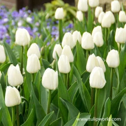 Royal Virgin Triumph Tulip 7 Royal Virgin Triumph Tulip -Garden Supplies Sales Store 39162 royal virgin triumph tulip